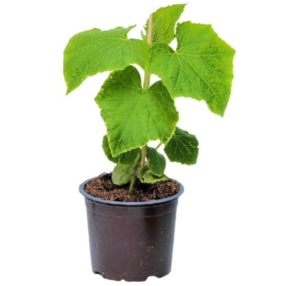 Cucumber Plant - www.Greenie.ae Buy online Best and Healthy Plants and quality products guarantee in Dubai Plants Shop in Dubai Abu Dhabi all over UAE Plants near me Fresh Plants in Dubai where to buy plants in UAE - Greenie.ae