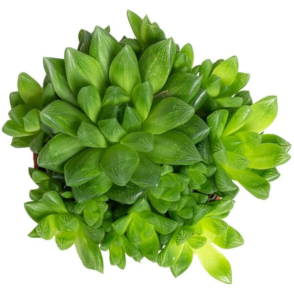 Haworthia Cooperi, Window Haworthia - www.Greenie.ae Buy online Best and Healthy Plants and quality products guarantee in Dubai Plants Shop in Dubai Abu Dhabi all over UAE Plants near me Fresh Plants in Dubai where to buy plants in UAE - Greenie.ae