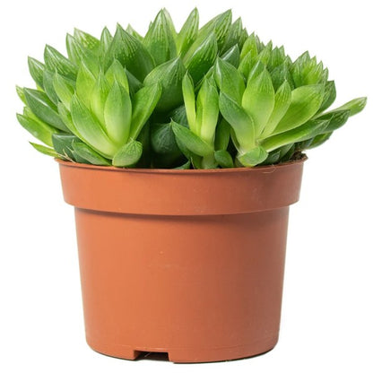 Haworthia Cooperi, Window Haworthia - www.Greenie.ae Buy online Best and Healthy Plants and quality products guarantee in Dubai Plants Shop in Dubai Abu Dhabi all over UAE Plants near me Fresh Plants in Dubai where to buy plants in UAE - Greenie.ae