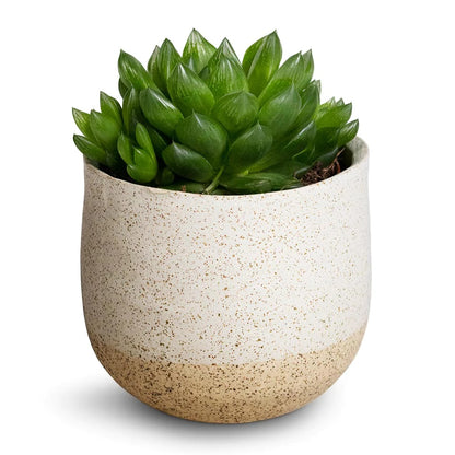 Haworthia Cooperi, Window Haworthia - www.Greenie.ae Buy online Best and Healthy Plants and quality products guarantee in Dubai Plants Shop in Dubai Abu Dhabi all over UAE Plants near me Fresh Plants in Dubai where to buy plants in UAE - Greenie.ae