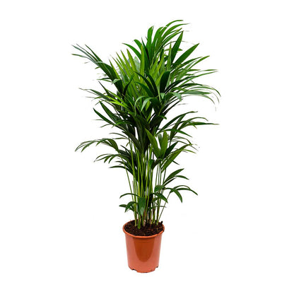 Kentia Palm, Thatch Palm, Howea forsteriana - www.Greenie.ae Buy online Best and Healthy Plants and quality products guarantee in Dubai Plants Shop in Dubai Abu Dhabi all over UAE Plants near me Fresh Plants in Dubai where to buy plants in UAE - Greenie.ae