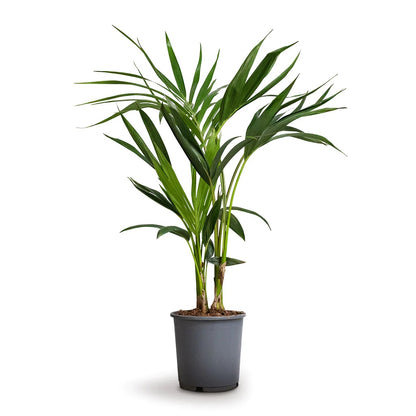 Kentia Palm, Thatch Palm, Howea forsteriana - www.Greenie.ae Buy online Best and Healthy Plants and quality products guarantee in Dubai Plants Shop in Dubai Abu Dhabi all over UAE Plants near me Fresh Plants in Dubai where to buy plants in UAE - Greenie.ae