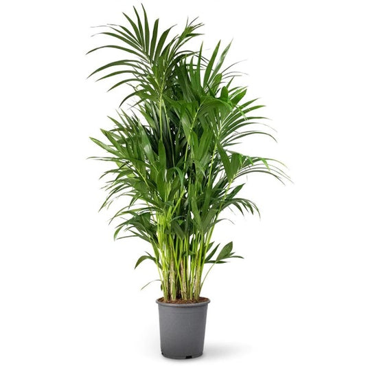 Kentia Palm, Thatch Palm, Howea forsteriana - www.Greenie.ae Buy online Best and Healthy Plants and quality products guarantee in Dubai Plants Shop in Dubai Abu Dhabi all over UAE Plants near me Fresh Plants in Dubai where to buy plants in UAE - Greenie.ae