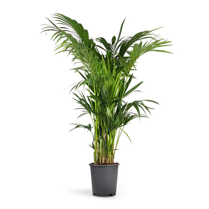 Kentia Palm, Thatch Palm, Howea forsteriana - www.Greenie.ae Buy online Best and Healthy Plants and quality products guarantee in Dubai Plants Shop in Dubai Abu Dhabi all over UAE Plants near me Fresh Plants in Dubai where to buy plants in UAE - Greenie.ae