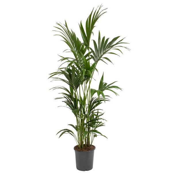 Kentia Palm, Thatch Palm, Howea forsteriana - www.Greenie.ae Buy online Best and Healthy Plants and quality products guarantee in Dubai Plants Shop in Dubai Abu Dhabi all over UAE Plants near me Fresh Plants in Dubai where to buy plants in UAE - Greenie.ae