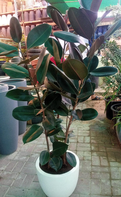 Ficus elastic Abidjan, Rubber Plant