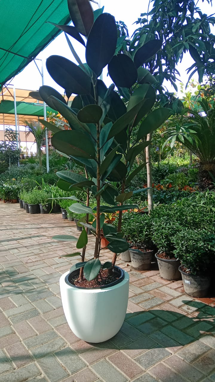 Ficus elastic Abidjan, Rubber Plant