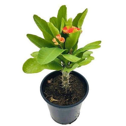 Euphorbia Milii, Crown Of Thorns - www.Greenie.ae Buy online Best and Healthy Plants and quality products guarantee in Dubai Plants Shop in Dubai Abu Dhabi all over UAE Plants near me Fresh Plants in Dubai where to buy plants in UAE - Greenie.ae