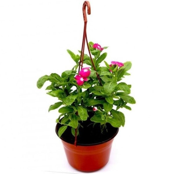 Vinca Flowers (small) - www.Greenie.ae Buy online Best and Healthy Plants and quality products guarantee in Dubai Plants Shop in Dubai Abu Dhabi all over UAE Plants near me Fresh Plants in Dubai where to buy plants in UAE - Greenie.ae