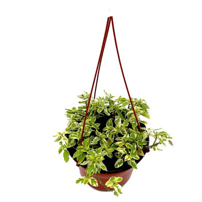 Asystasia Gangetica, Chinese Violet - www.Greenie.ae Buy online Best and Healthy Plants and quality products guarantee in Dubai Plants Shop in Dubai Abu Dhabi all over UAE Plants near me Fresh Plants in Dubai where to buy plants in UAE - Greenie.ae