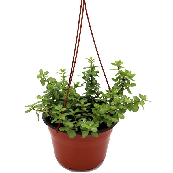 Portulacaria Afra, Elephant Bush - www.Greenie.ae Buy online Best and Healthy Plants and quality products guarantee in Dubai Plants Shop in Dubai Abu Dhabi all over UAE Plants near me Fresh Plants in Dubai where to buy plants in UAE - Greenie.ae