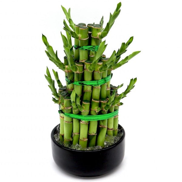 Lucky Bamboo Steps, Dracaena Sanderiana - www.Greenie.ae Buy online Best and Healthy Plants and quality products guarantee in Dubai Plants Shop in Dubai Abu Dhabi all over UAE Plants near me Fresh Plants in Dubai where to buy plants in UAE - Greenie.ae