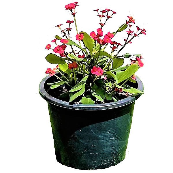 Euphorbia Milii, Crown Of Thorns - www.Greenie.ae Buy online Best and Healthy Plants and quality products guarantee in Dubai Plants Shop in Dubai Abu Dhabi all over UAE Plants near me Fresh Plants in Dubai where to buy plants in UAE - Greenie.ae