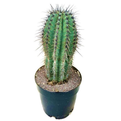 Saguaro Cactus - www.Greenie.ae Buy online Best and Healthy Plants and quality products guarantee in Dubai Plants Shop in Dubai Abu Dhabi all over UAE Plants near me Fresh Plants in Dubai where to buy plants in UAE - Greenie.ae