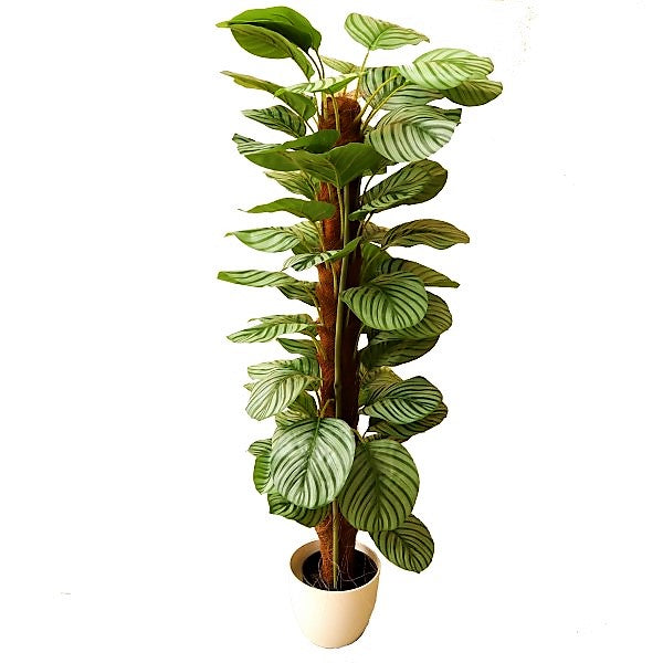 Calathea Orbifolia - www.Greenie.ae Buy online Best and Healthy Plants and quality products guarantee in Dubai Plants Shop in Dubai Abu Dhabi all over UAE Plants near me Fresh Plants in Dubai where to buy plants in UAE - Greenie.ae