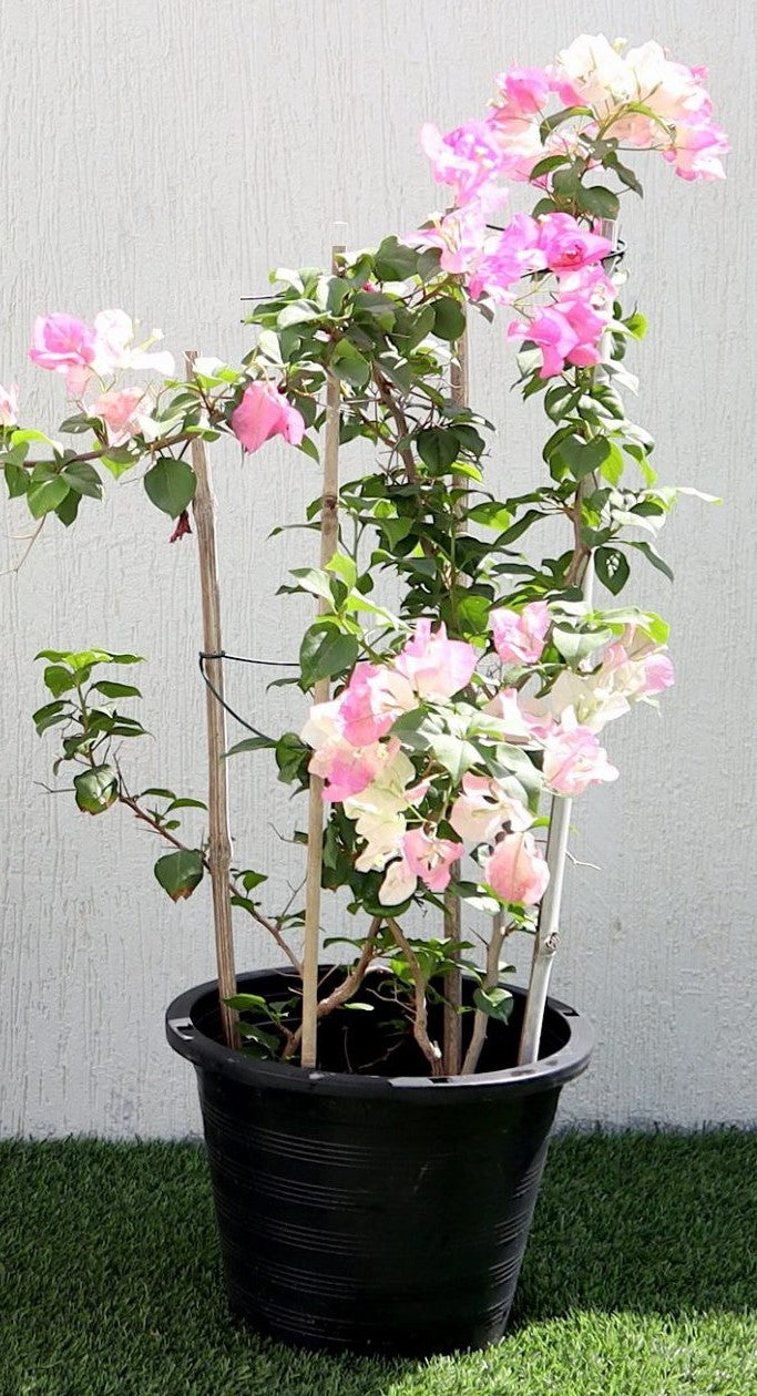 Bougainvillea Cocoice, Coconut Ice - www.Greenie.ae Buy online Best and Healthy Plants and quality products guarantee in Dubai Plants Shop in Dubai Abu Dhabi all over UAE Plants near me Fresh Plants in Dubai where to buy plants in UAE - Greenie.ae