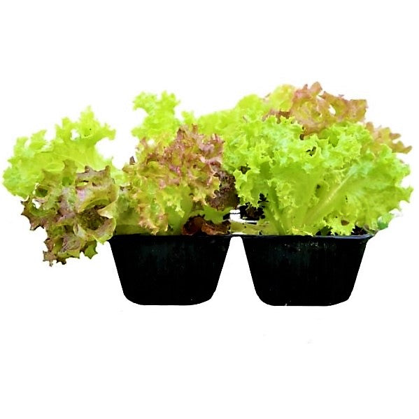 Lettuce, Lactuca Sativa - www.Greenie.ae Buy online Best and Healthy Plants and quality products guarantee in Dubai Plants Shop in Dubai Abu Dhabi all over UAE Plants near me Fresh Plants in Dubai where to buy plants in UAE - Greenie.ae