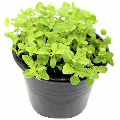 Oregano Herb, Origanum Vulgare - www.Greenie.ae Buy online Best and Healthy Plants and quality products guarantee in Dubai Plants Shop in Dubai Abu Dhabi all over UAE Plants near me Fresh Plants in Dubai where to buy plants in UAE - Greenie.ae