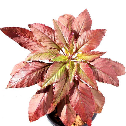 Red Amaranth, Amaranthus Cruentus - www.Greenie.ae Buy online Best and Healthy Plants and quality products guarantee in Dubai Plants Shop in Dubai Abu Dhabi all over UAE Plants near me Fresh Plants in Dubai where to buy plants in UAE - Greenie.ae