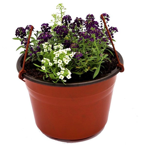 Alyssum, Alisons (small) - www.Greenie.ae Buy online Best and Healthy Plants and quality products guarantee in Dubai Plants Shop in Dubai Abu Dhabi all over UAE Plants near me Fresh Plants in Dubai where to buy plants in UAE - Greenie.ae