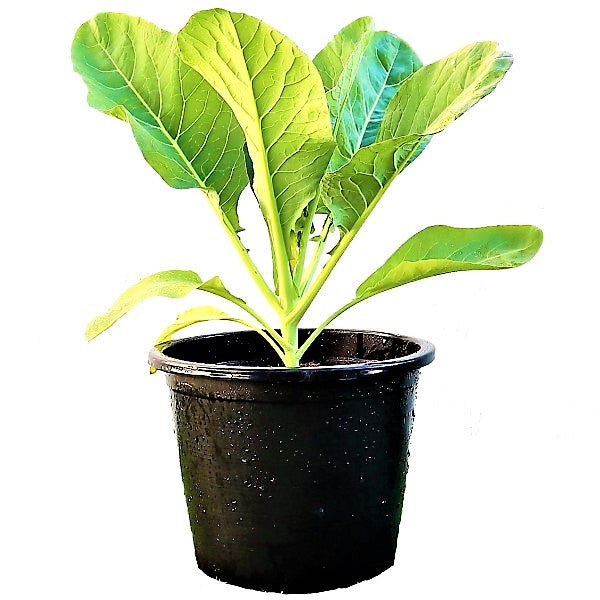 Cauliflower Vegetable Plant - www.Greenie.ae Buy online Best and Healthy Plants and quality products guarantee in Dubai Plants Shop in Dubai Abu Dhabi all over UAE Plants near me Fresh Plants in Dubai where to buy plants in UAE - Greenie.ae