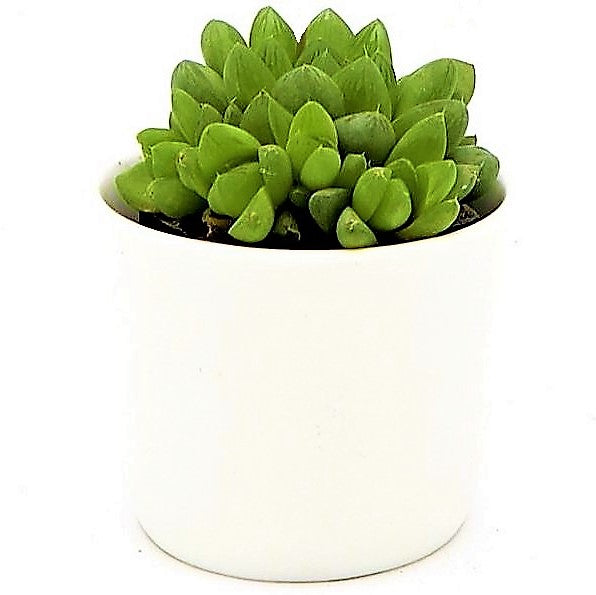 Haworthia Cooperi, Window Haworthia - www.Greenie.ae Buy online Best and Healthy Plants and quality products guarantee in Dubai Plants Shop in Dubai Abu Dhabi all over UAE Plants near me Fresh Plants in Dubai where to buy plants in UAE - Greenie.ae