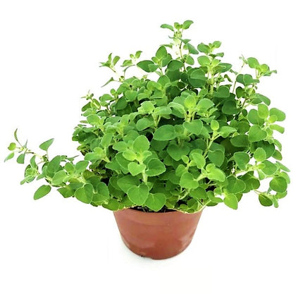 Oregano Herb, Origanum Vulgare - www.Greenie.ae Buy online Best and Healthy Plants and quality products guarantee in Dubai Plants Shop in Dubai Abu Dhabi all over UAE Plants near me Fresh Plants in Dubai where to buy plants in UAE - Greenie.ae