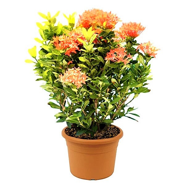 Ixora Different colours