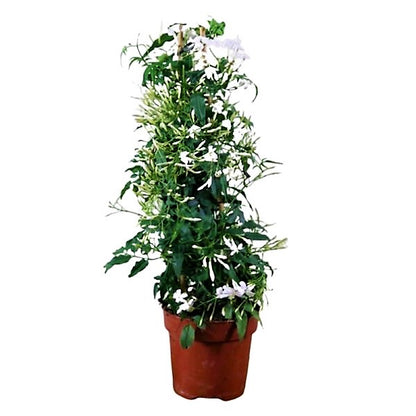 Jasminum Grandiflora, Grandiflorum, Jasmine Climber - www.Greenie.ae Buy online Best and Healthy Plants and quality products guarantee in Dubai Plants Shop in Dubai Abu Dhabi all over UAE Plants near me Fresh Plants in Dubai where to buy plants in UAE - Greenie.ae