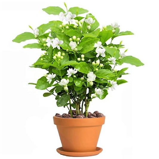 Jasminum sambac, The Arabian Jasmine, Mogra, Motia