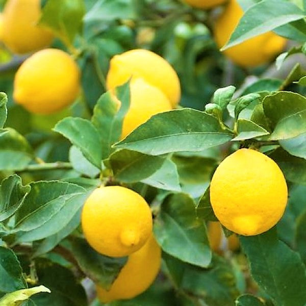 Lemon Tree, Citrus Lemon - www.Greenie.ae Buy online Best and Healthy Plants and quality products guarantee in Dubai Plants Shop in Dubai Abu Dhabi all over UAE Plants near me Fresh Plants in Dubai where to buy plants in UAE - Greenie.ae