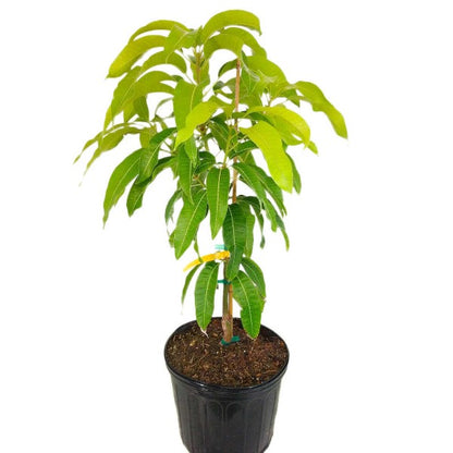 Mangifera indica, Mango Tree - www.Greenie.ae Buy online Best and Healthy Plants and quality products guarantee in Dubai Plants Shop in Dubai Abu Dhabi all over UAE Plants near me Fresh Plants in Dubai where to buy plants in UAE - Greenie.ae