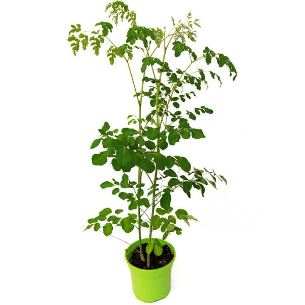 Moringa Oleifera, Drum Stick - www.Greenie.ae Buy online Best and Healthy Plants and quality products guarantee in Dubai Plants Shop in Dubai Abu Dhabi all over UAE Plants near me Fresh Plants in Dubai where to buy plants in UAE - Greenie.ae