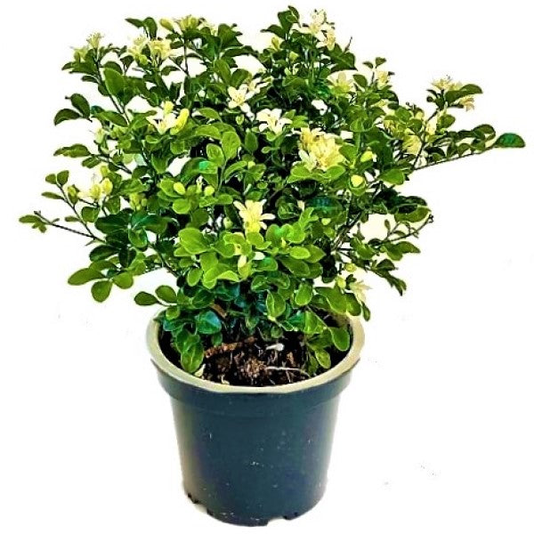 Murraya paniculata, Orange, Thai Jasmine - www.Greenie.ae Buy online Best and Healthy Plants and quality products guarantee in Dubai Plants Shop in Dubai Abu Dhabi all over UAE Plants near me Fresh Plants in Dubai where to buy plants in UAE - Greenie.ae