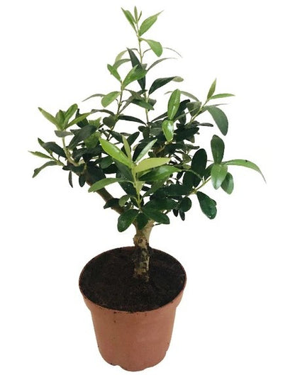 Olive Dwarf Indoor - Olive Bonsai