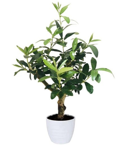 Olive Dwarf Indoor - Olive Bonsai