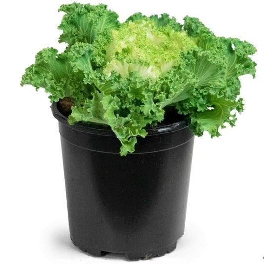 Ornamental Kale, Brassica Oleracea - www.Greenie.ae Buy online Best and Healthy Plants and quality products guarantee in Dubai Plants Shop in Dubai Abu Dhabi all over UAE Plants near me Fresh Plants in Dubai where to buy plants in UAE - Greenie.ae