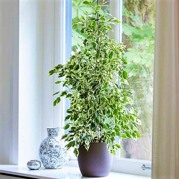 Ficus Benjamin Danielle, Weeping Fig - www.Greenie.ae Buy online Best and Healthy Plants and quality products guarantee in Dubai Plants Shop in Dubai Abu Dhabi all over UAE Plants near me Fresh Plants in Dubai where to buy plants in UAE - Greenie.ae