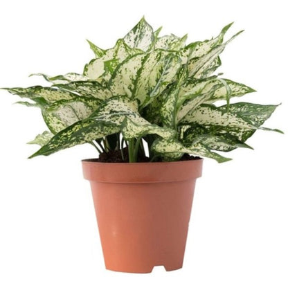 Aglaonema Spring Snow - www.Greenie.ae Buy online Best and Healthy Plants and quality products guarantee in Dubai Plants Shop in Dubai Abu Dhabi all over UAE Plants near me Fresh Plants in Dubai where to buy plants in UAE - Greenie.ae