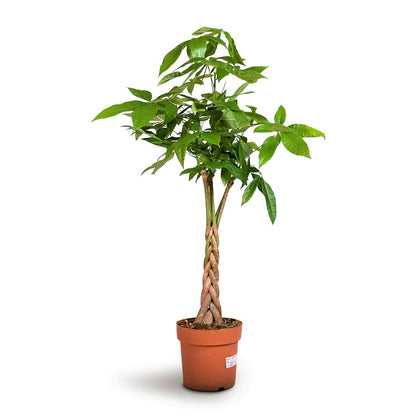 Pachira Aquatica, Money Tree (Twisted Trunk) - www.Greenie.ae Buy online Best and Healthy Plants and quality products guarantee in Dubai Plants Shop in Dubai Abu Dhabi all over UAE Plants near me Fresh Plants in Dubai where to buy plants in UAE - Greenie.ae