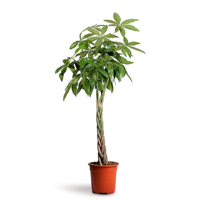 Pachira Aquatica, Money Tree (Twisted Trunk) - www.Greenie.ae Buy online Best and Healthy Plants and quality products guarantee in Dubai Plants Shop in Dubai Abu Dhabi all over UAE Plants near me Fresh Plants in Dubai where to buy plants in UAE - Greenie.ae