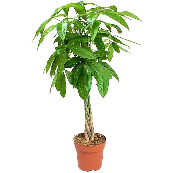 Pachira Aquatica, Money Tree (Twisted Trunk) - www.Greenie.ae Buy online Best and Healthy Plants and quality products guarantee in Dubai Plants Shop in Dubai Abu Dhabi all over UAE Plants near me Fresh Plants in Dubai where to buy plants in UAE - Greenie.ae