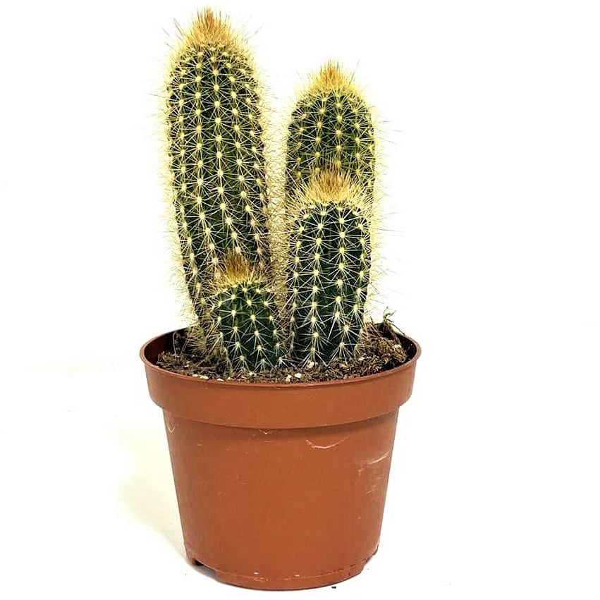 Pachy Cactus - www.Greenie.ae Buy online Best and Healthy Plants and quality products guarantee in Dubai Plants Shop in Dubai Abu Dhabi all over UAE Plants near me Fresh Plants in Dubai where to buy plants in UAE - Greenie.ae