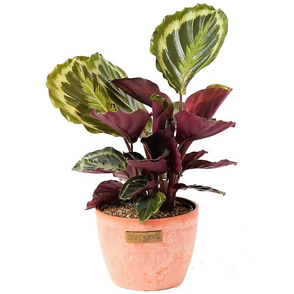 Calathea, Peacock Plant - www.Greenie.ae Buy online Best and Healthy Plants and quality products guarantee in Dubai Plants Shop in Dubai Abu Dhabi all over UAE Plants near me Fresh Plants in Dubai where to buy plants in UAE - Greenie.ae