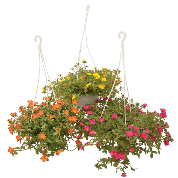 Rose Moss, Portulaca Grandiflora - www.Greenie.ae Buy online Best and Healthy Plants and quality products guarantee in Dubai Plants Shop in Dubai Abu Dhabi all over UAE Plants near me Fresh Plants in Dubai where to buy plants in UAE - Greenie.ae