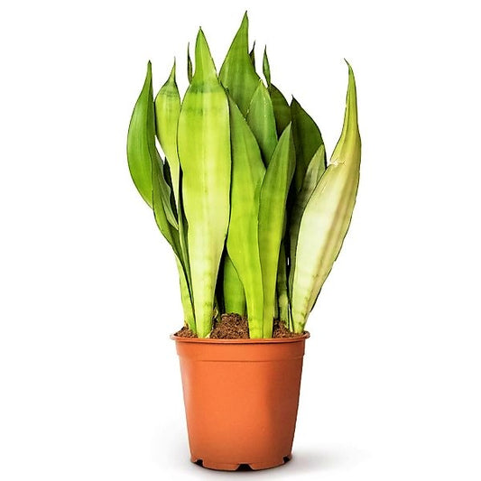 Snake Plant MoonShine, Sansevieria trifasciata - www.Greenie.ae Buy online Best and Healthy Plants and quality products guarantee in Dubai Plants Shop in Dubai Abu Dhabi all over UAE Plants near me Fresh Plants in Dubai where to buy plants in UAE - Greenie.ae