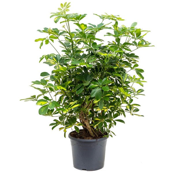 Schefflera Arboricola, Gold Capella, Dwarf Umbrella Tree - www.Greenie.ae Buy online Best and Healthy Plants and quality products guarantee in Dubai Plants Shop in Dubai Abu Dhabi all over UAE Plants near me Fresh Plants in Dubai where to buy plants in UAE - Greenie.ae