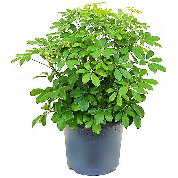 Schefflera Arboricola, Dwarf Umbrella Tree - www.Greenie.ae Buy online Best and Healthy Plants and quality products guarantee in Dubai Plants Shop in Dubai Abu Dhabi all over UAE Plants near me Fresh Plants in Dubai where to buy plants in UAE - Greenie.ae