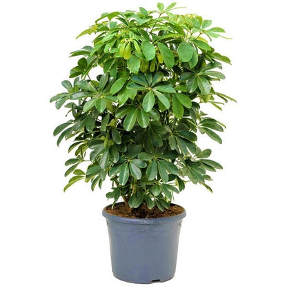 Schefflera Arboricola, Dwarf Umbrella Tree - www.Greenie.ae Buy online Best and Healthy Plants and quality products guarantee in Dubai Plants Shop in Dubai Abu Dhabi all over UAE Plants near me Fresh Plants in Dubai where to buy plants in UAE - Greenie.ae