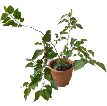 Mulberry Tree, Morus Alba - www.Greenie.ae Buy online Best and Healthy Plants and quality products guarantee in Dubai Plants Shop in Dubai Abu Dhabi all over UAE Plants near me Fresh Plants in Dubai where to buy plants in UAE - Greenie.ae